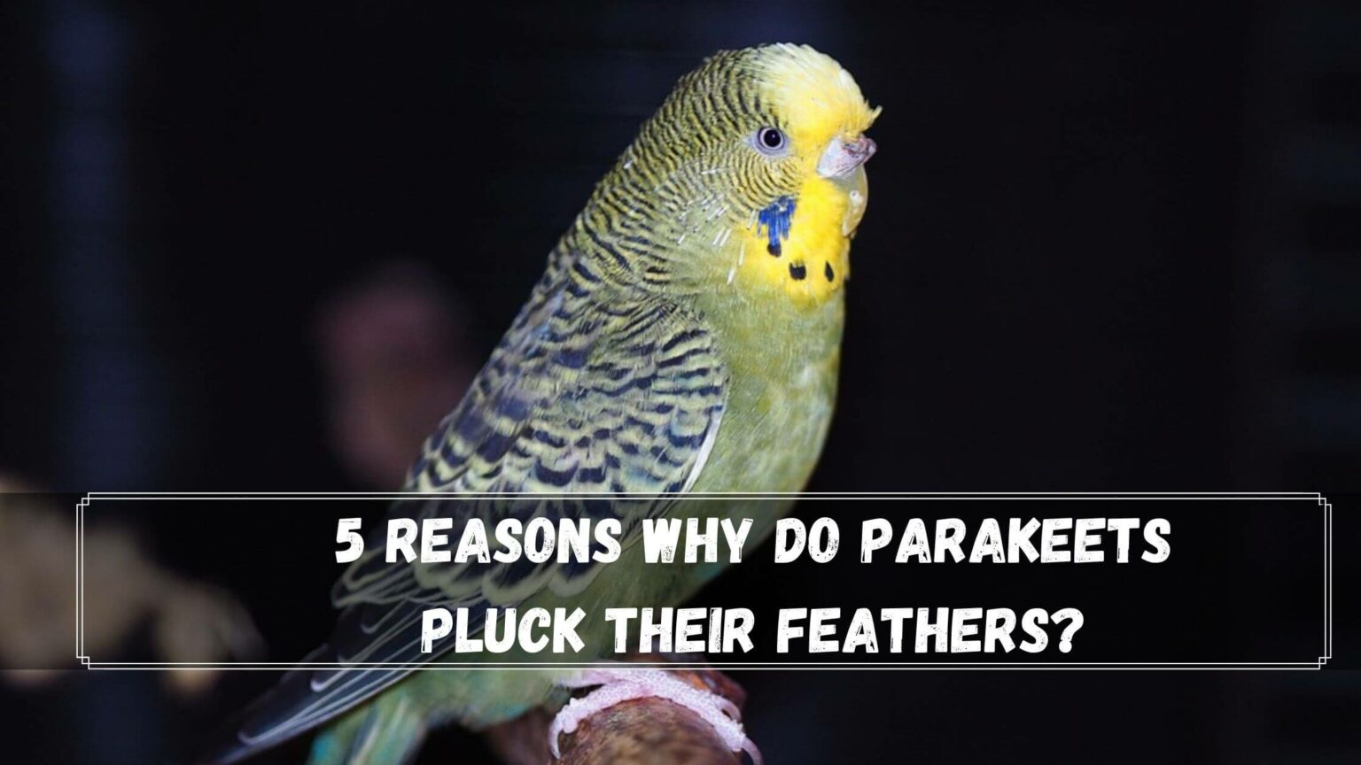 Reasons Why Do Parakeets Pluck Their Feathers Birds News