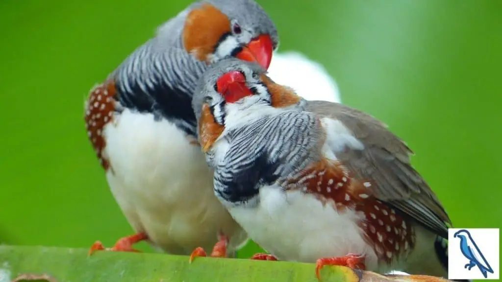 Are finches affectionate