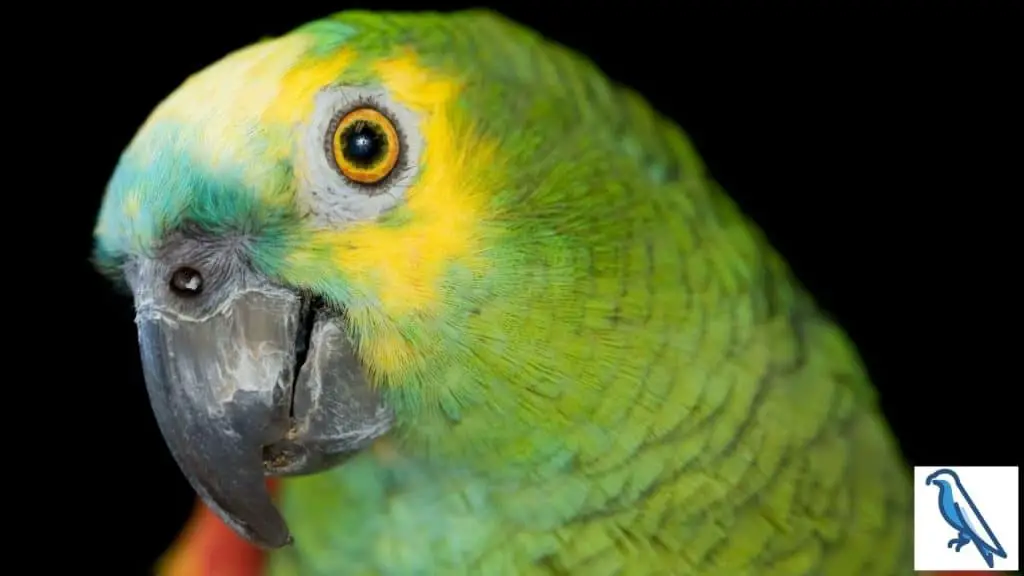 Why parrots bob