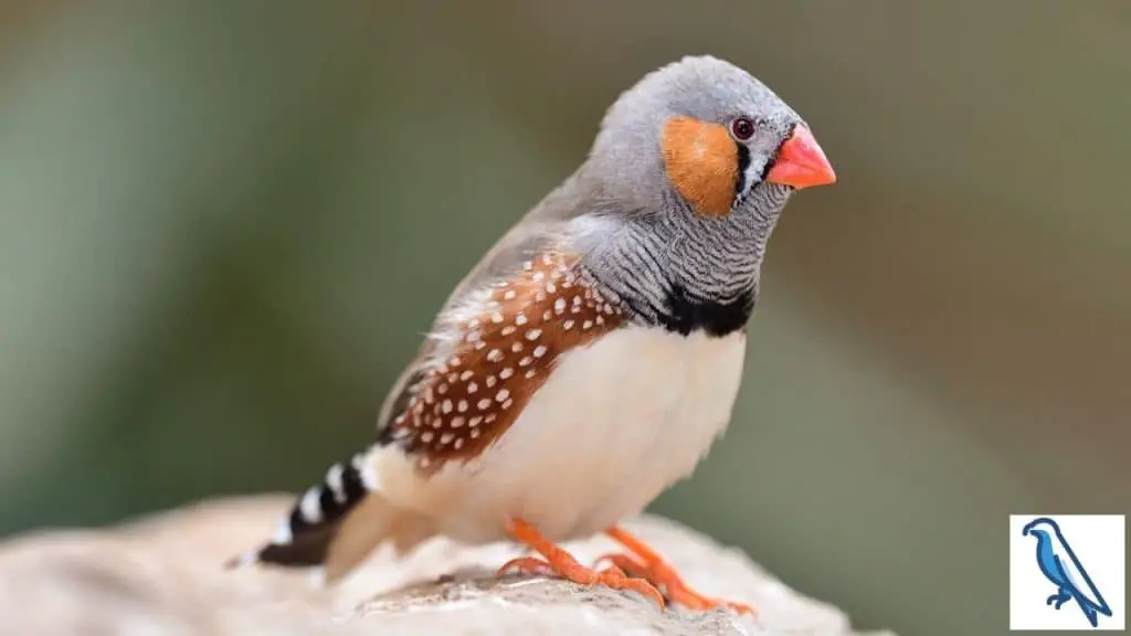 do finches have ears