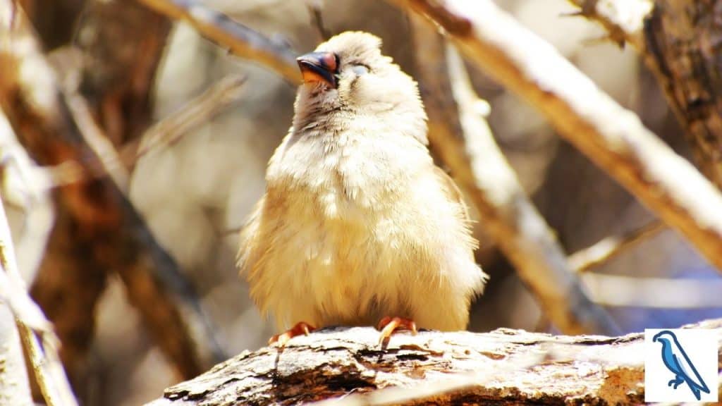 do finches sleep