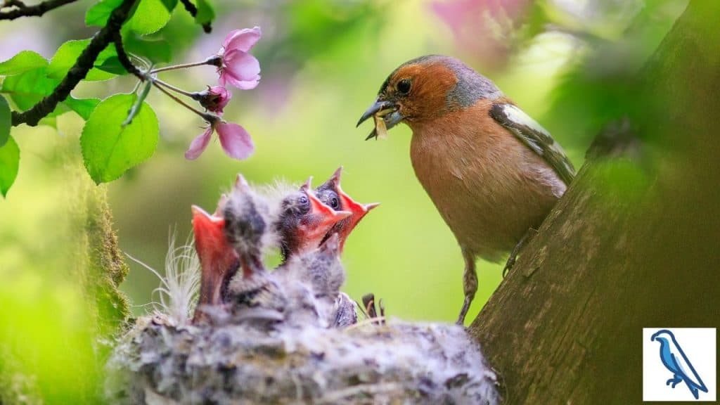 Finch with babies do they kill them