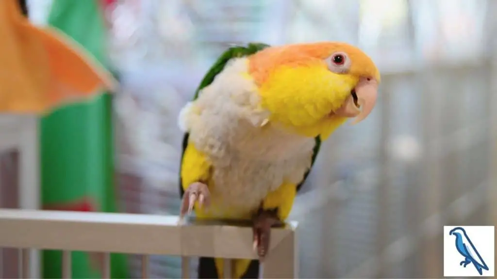 Why parrots dance