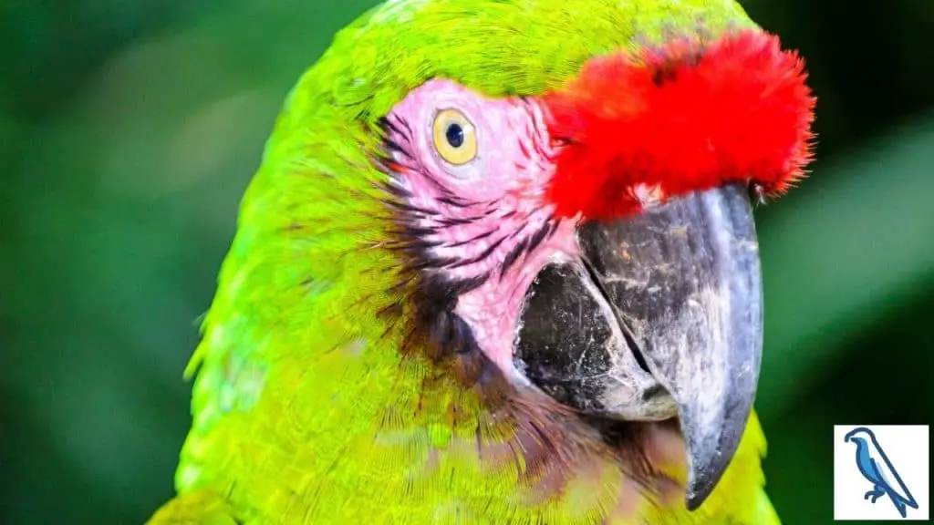 do parrots have teeth
