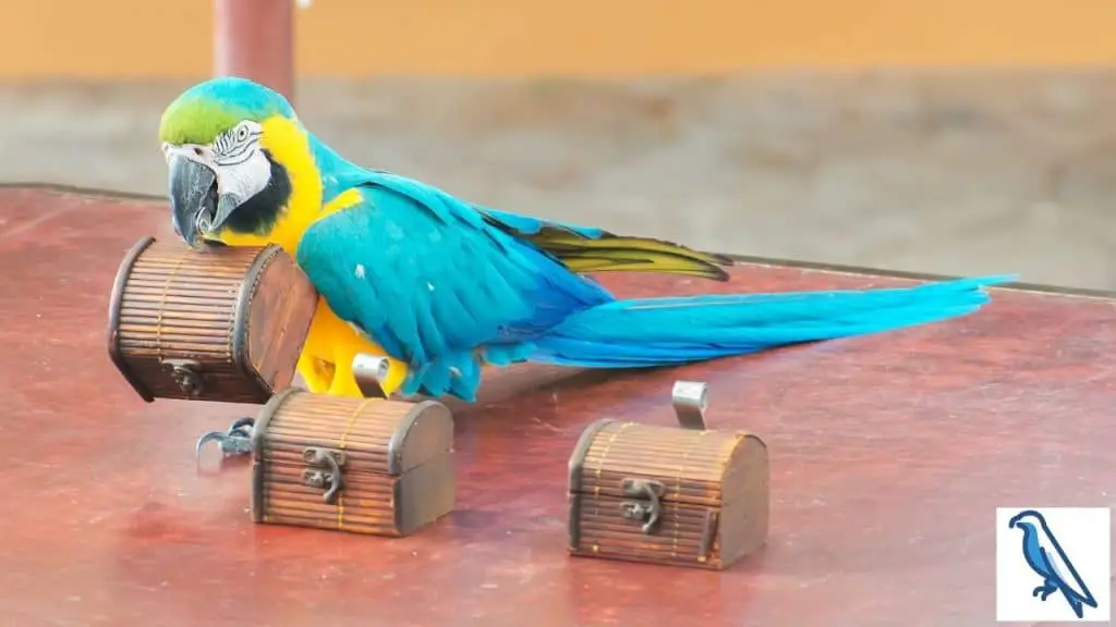 Are parrots smart and intelligent