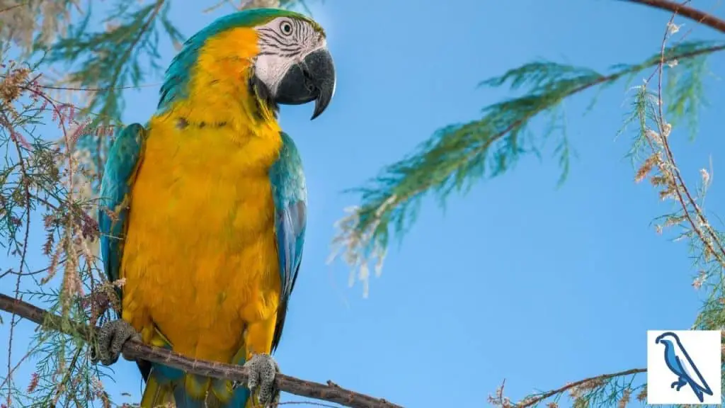 why parrot live longer