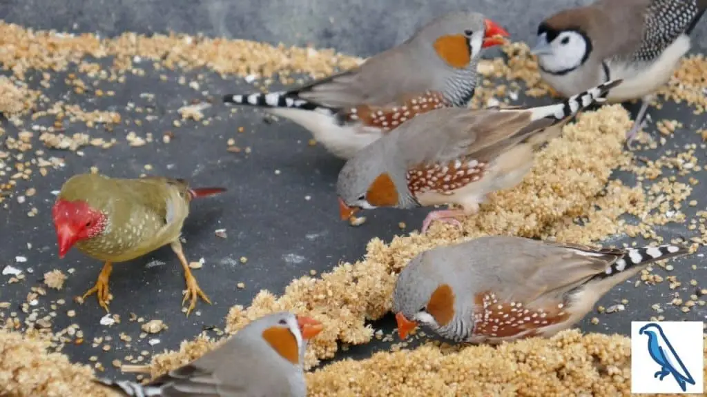 What do finches eat