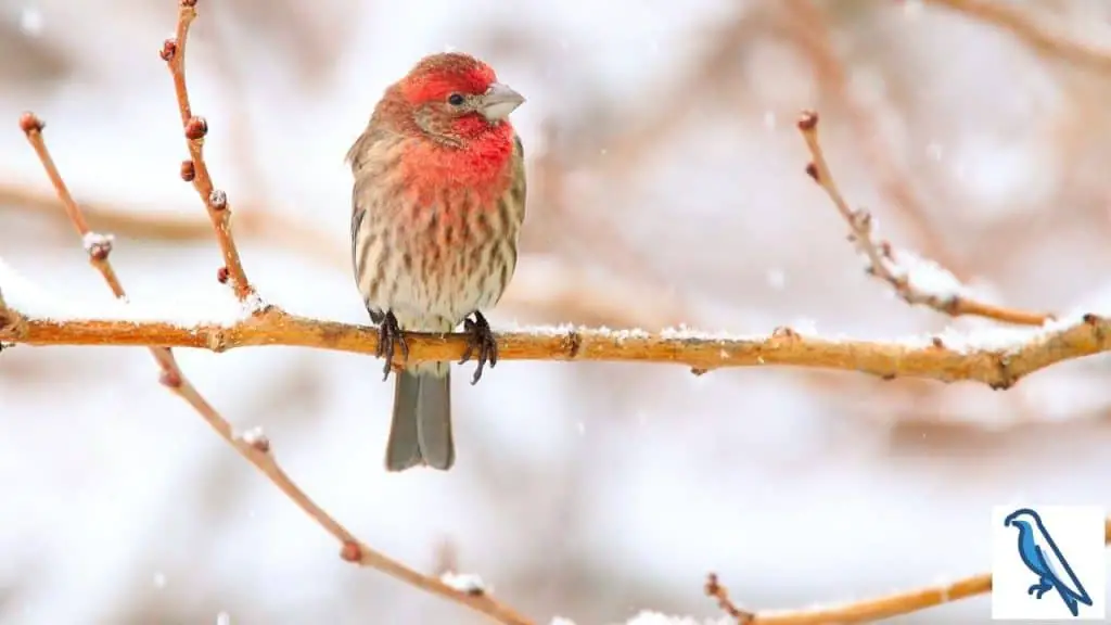 Finche in cold winter