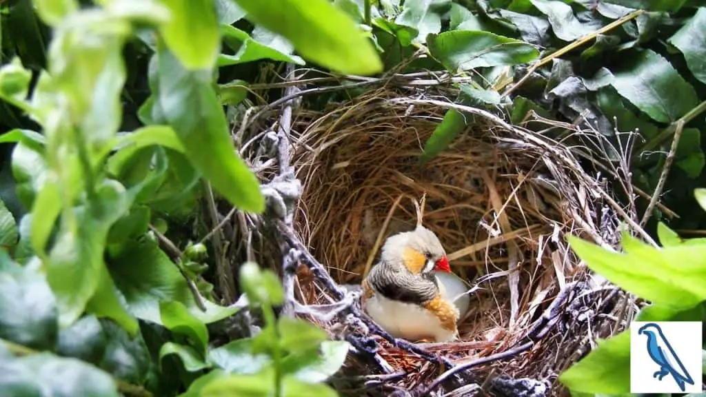 finches laying eggs
