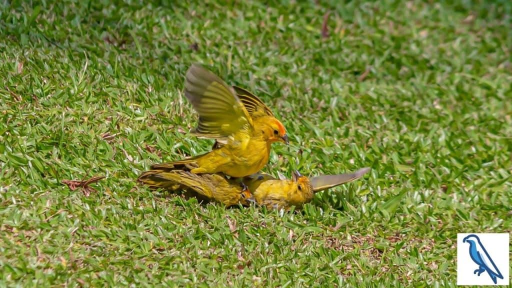 do zebra finches kill each other