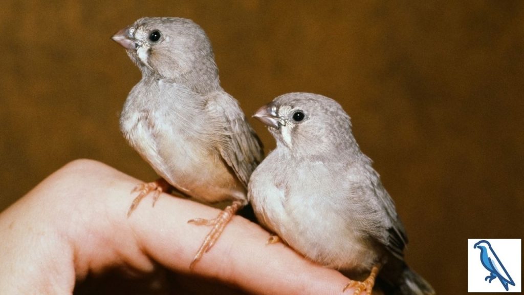 Can we train finches