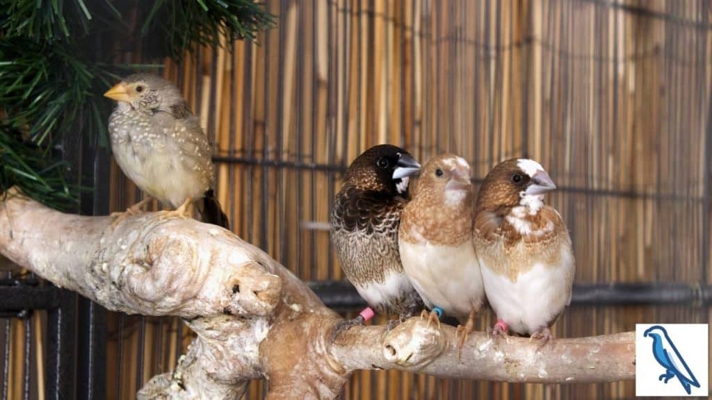 How Long Do Finches Live? + How Long Do Zebra Finches Live? - Birds News