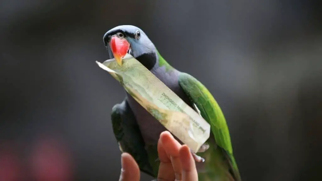 why parrots eats paper