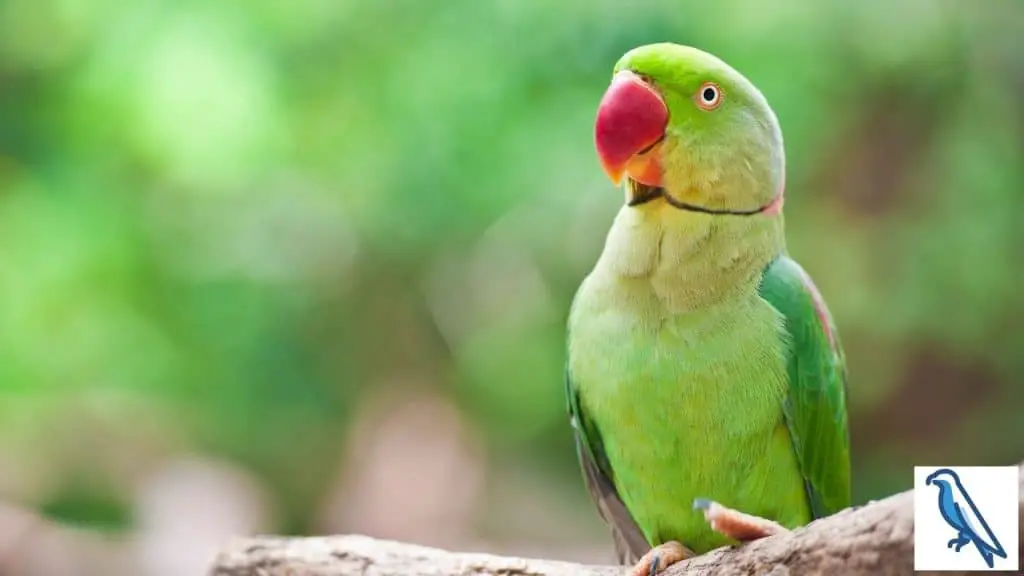 Domestication of parrots