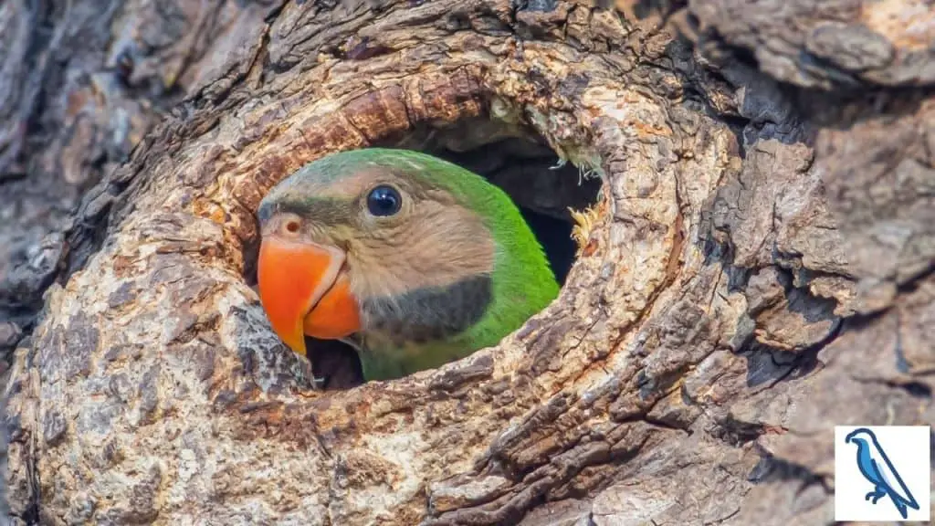 why parrot build nests