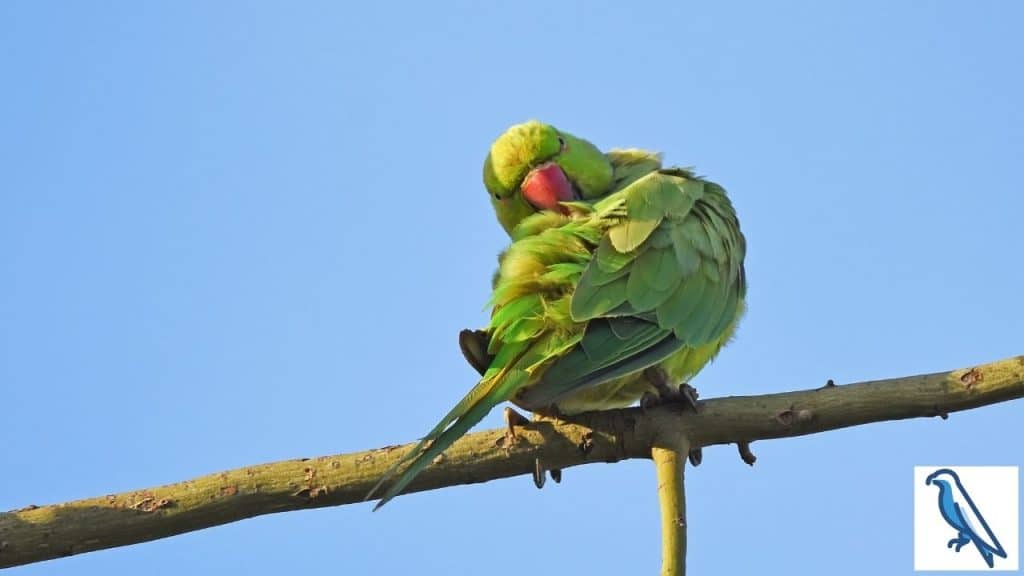 why parrots clean and preen them