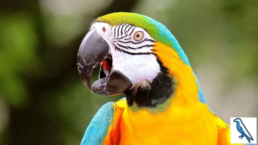 parrots tongue