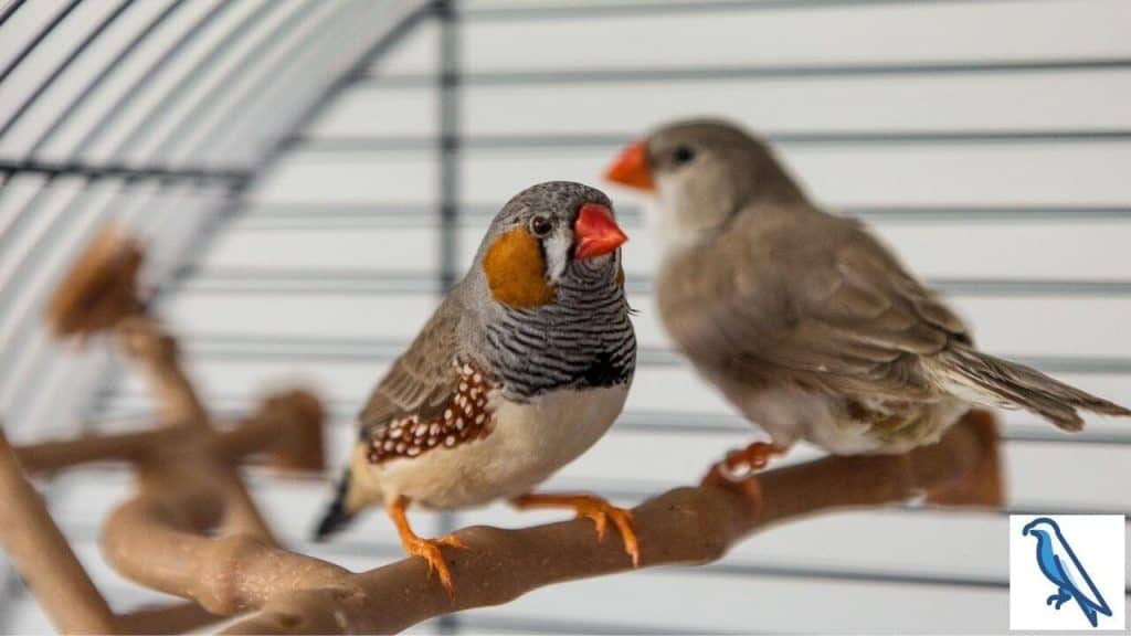 Do zebra finches smell bad