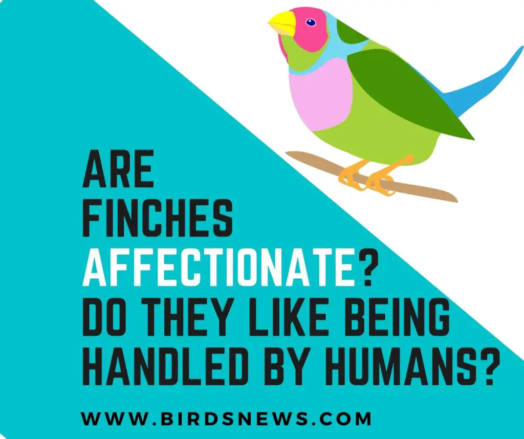 Are Finches Affectionate? + Do They Like To Be Handled By Humans?
