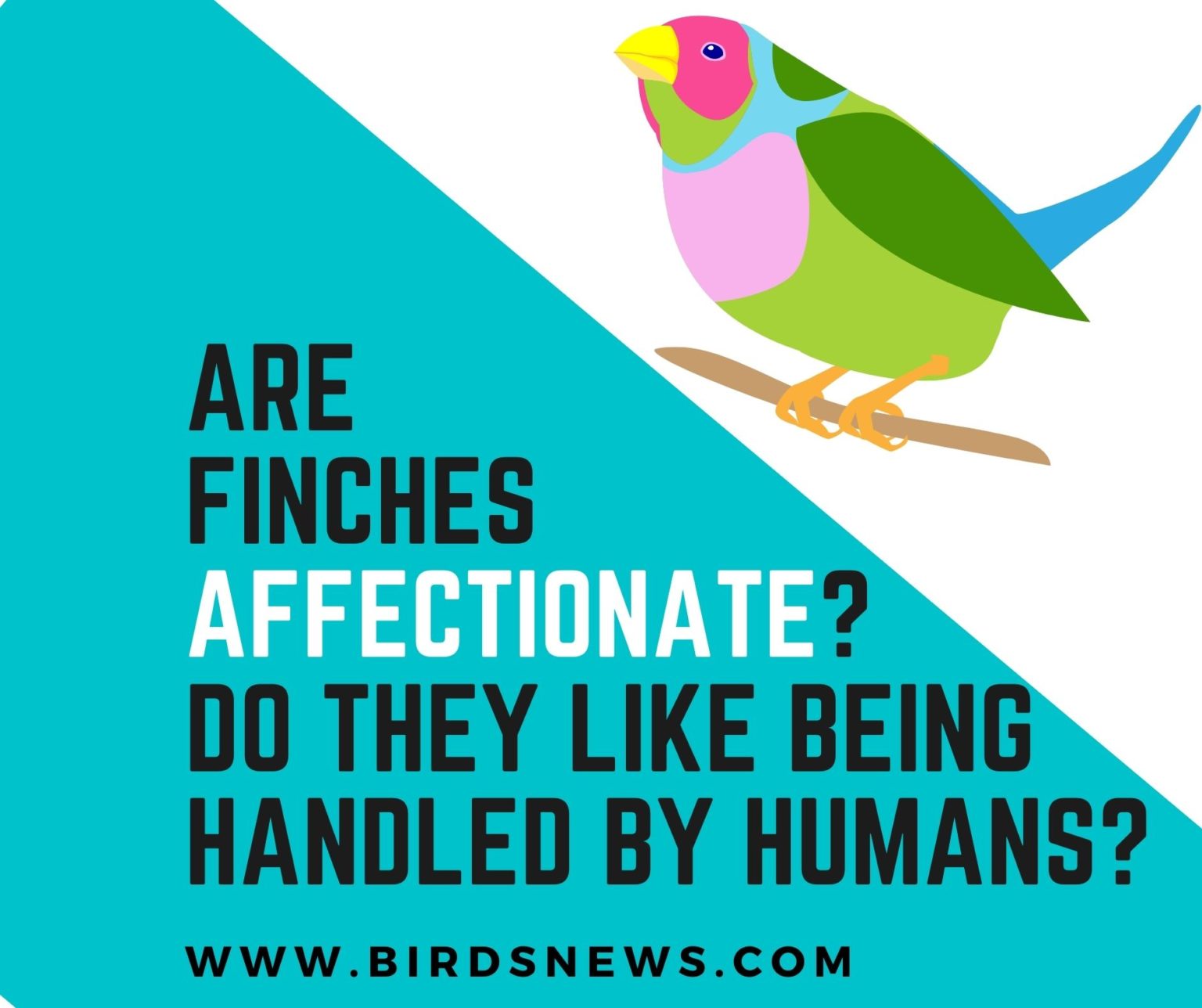 Do Finches Kill Their Babies? (Why Do Baby Finches Die) Birds News