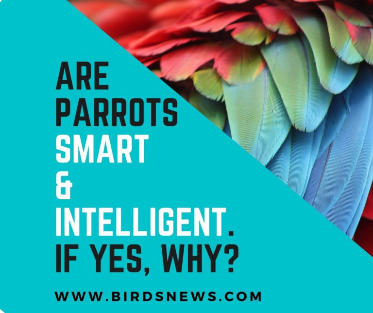 Are Parrots Smart? + Are Parrots Intelligent?