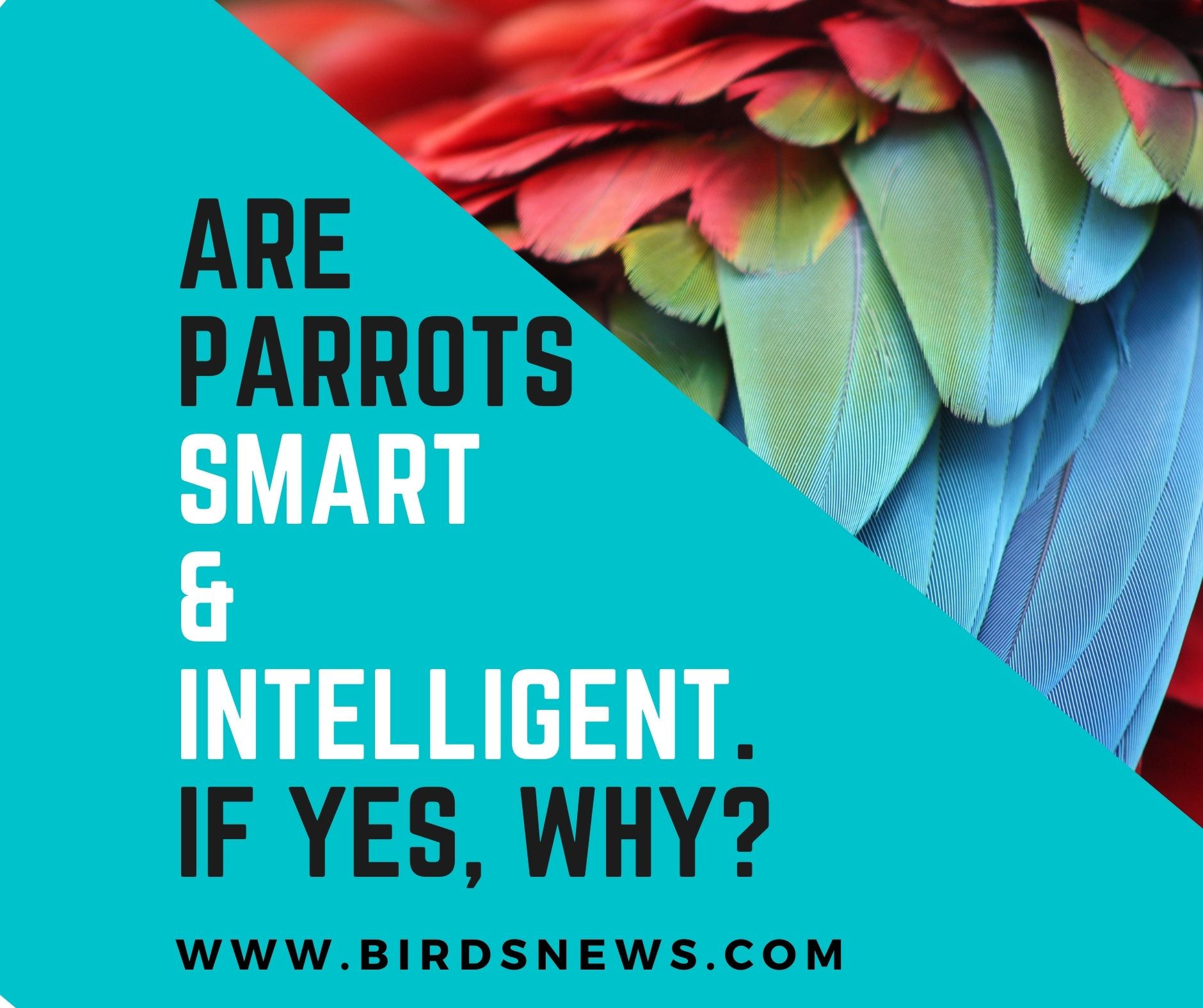 are-parrots-smart-are-parrots-intelligent-birds-news