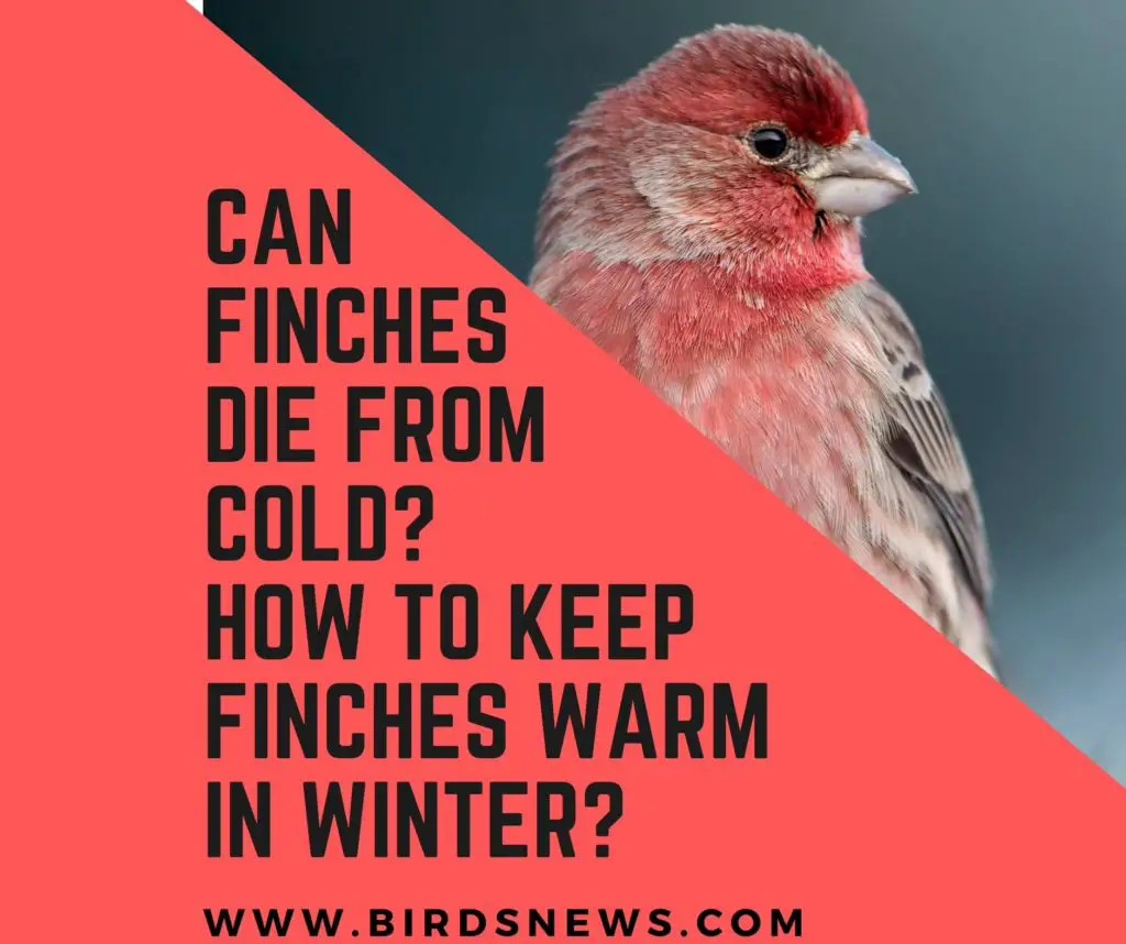 Can Finches Die From Cold? + How Do You Keep Finches Warm In Winter?