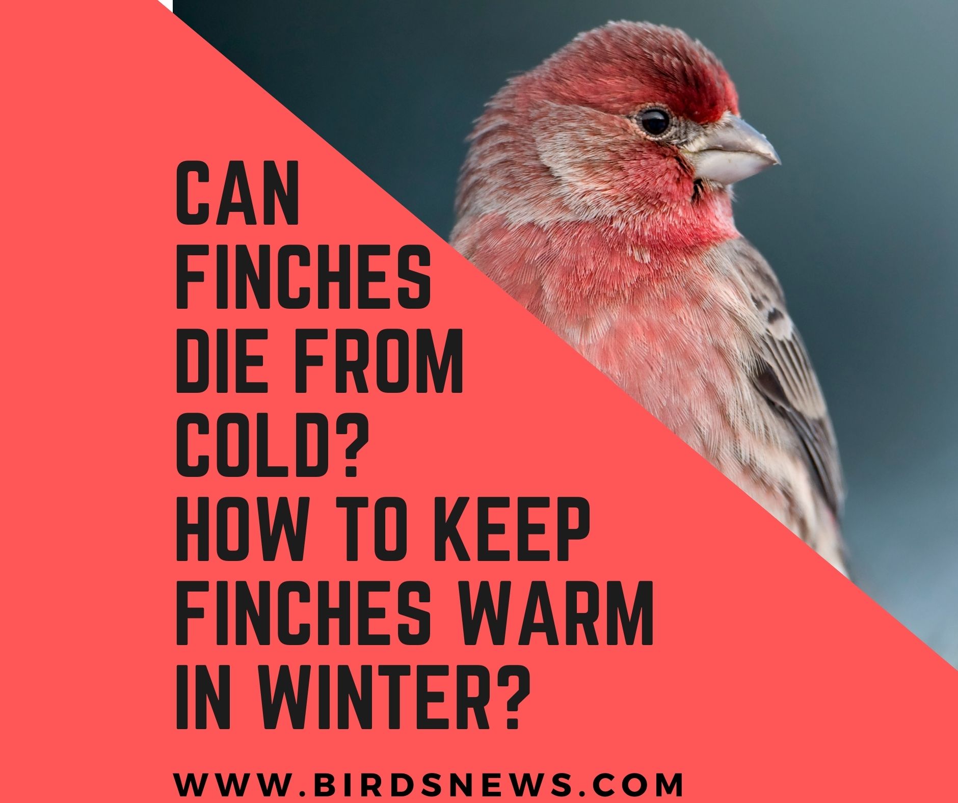 can-finches-die-from-cold-how-do-you-keep-finches-warm-in-winter