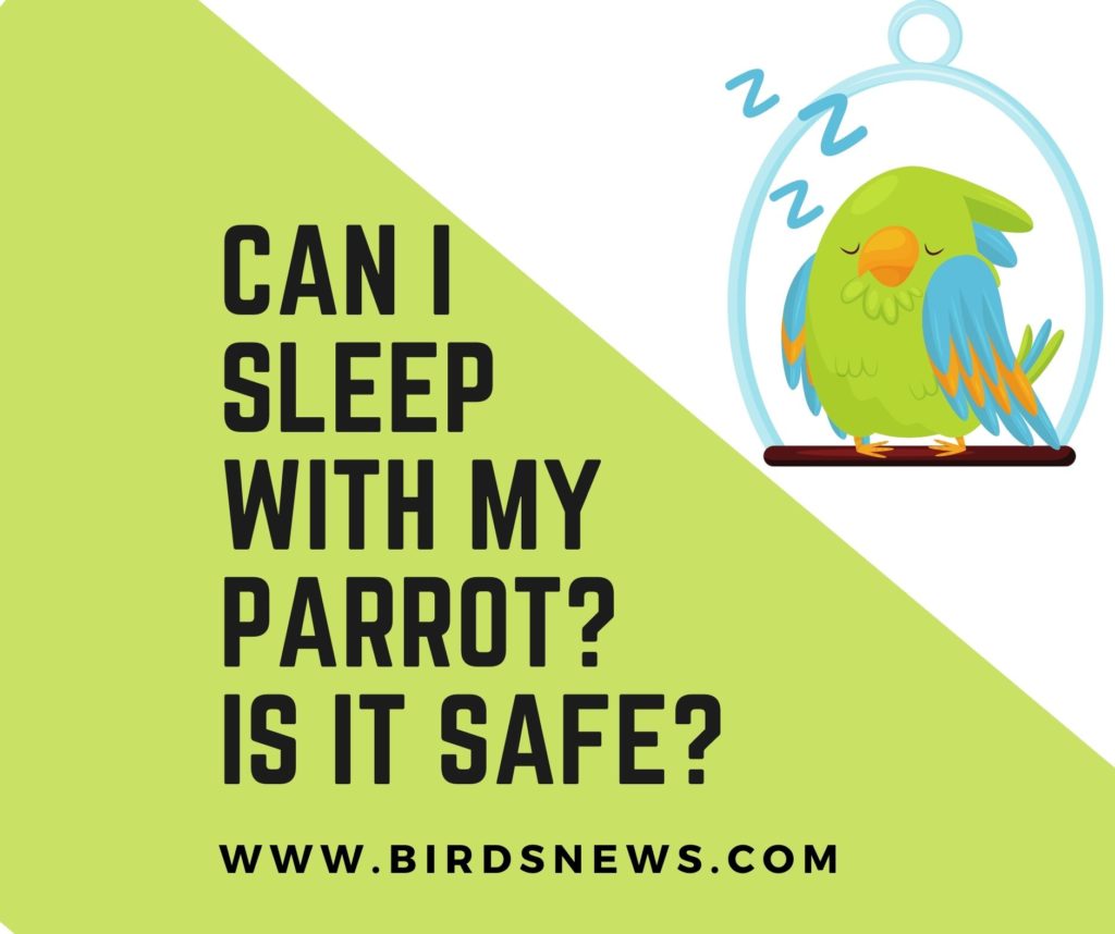 Can I Sleep With My Parrot? + Risks Involved.