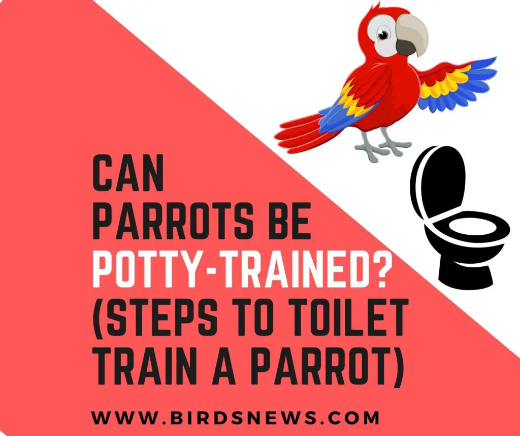 Can Parrots Be Potty-Trained? (Steps To Toilet-Train A Parrot)
