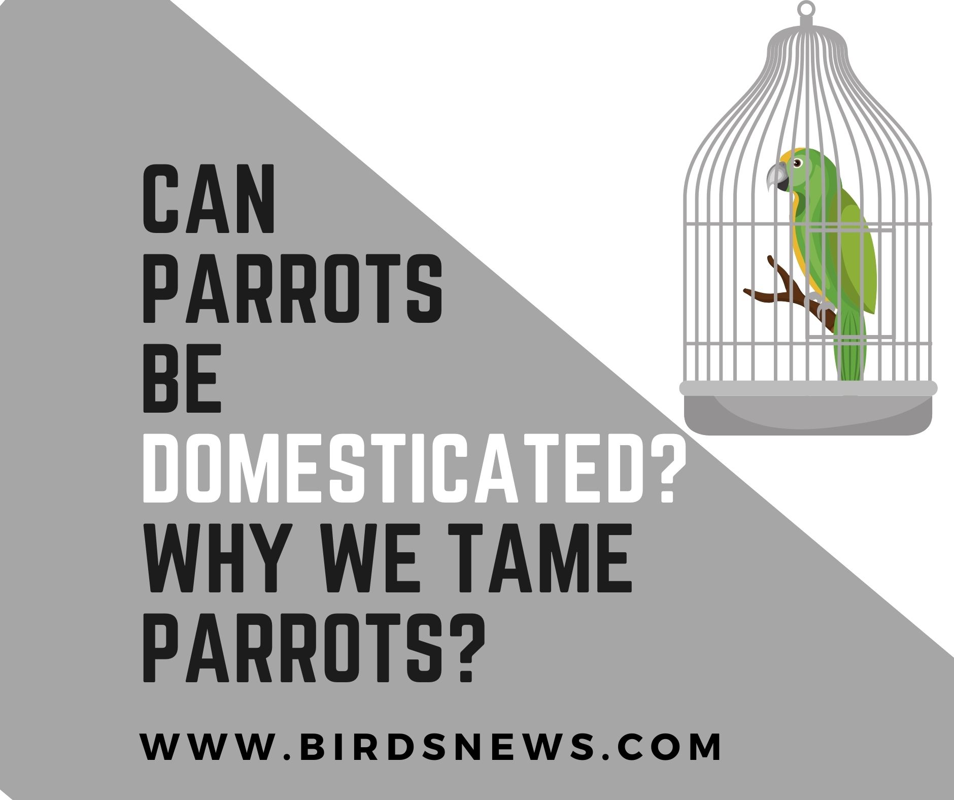 Can Parrots Be Domesticated? + Why We Tame Parrots? Birds News