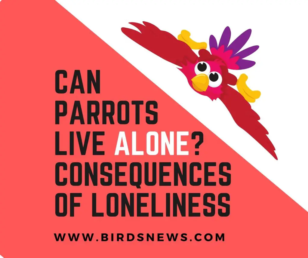 Can Parrots Live Alone? (What Are The Consequences?)