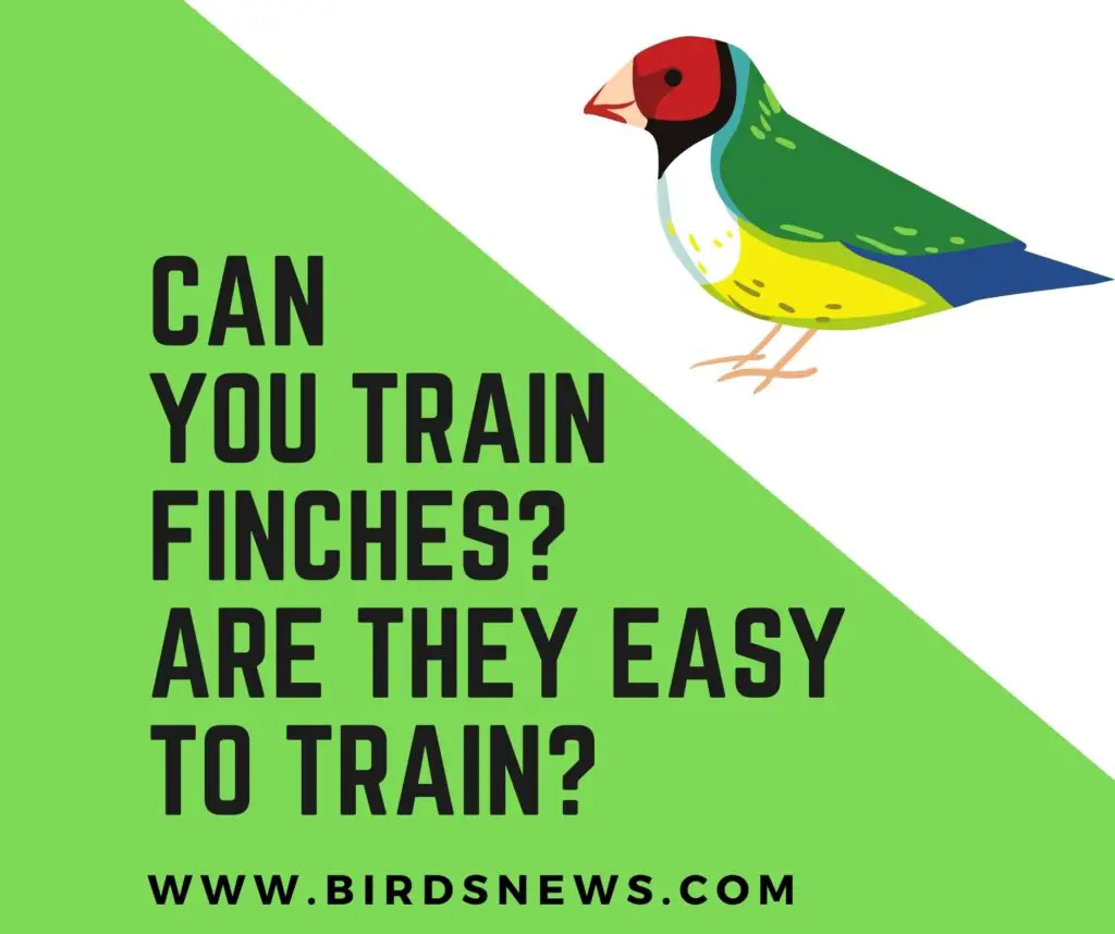 Can Finches Be Trained? + Are Finches Easy To Train?