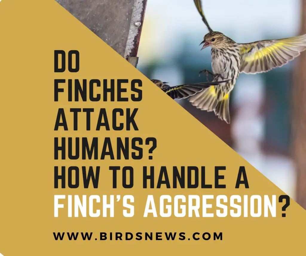 Do Finches Attack Humans? + How To Handle A Finch’s Aggression?