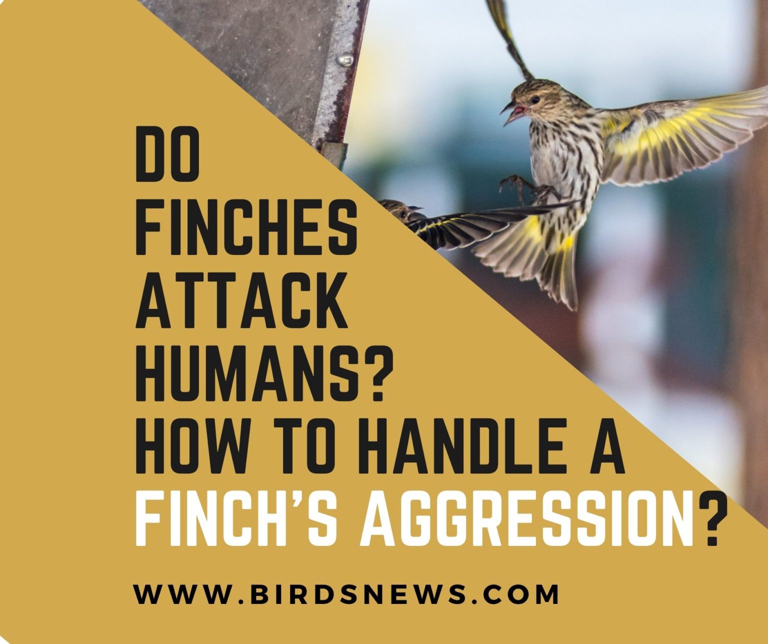Do Finches Attack Humans? + How To Handle A Finch’s Aggression? Birds