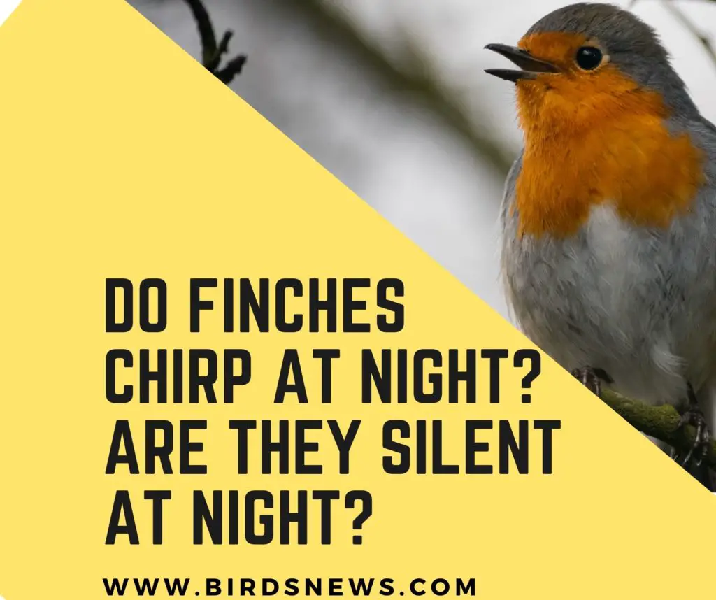 do finches chirp at night and why