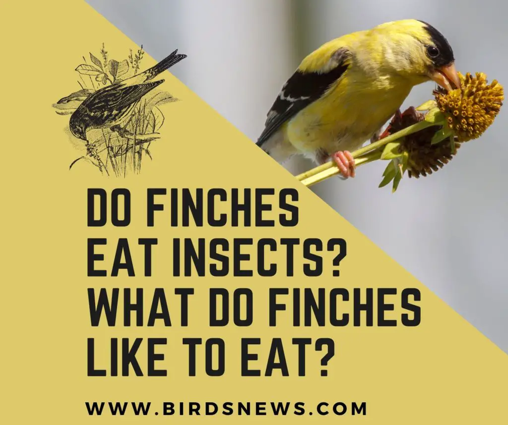 Do Finches Eat Insects? + What Do Finches Like To Eat?