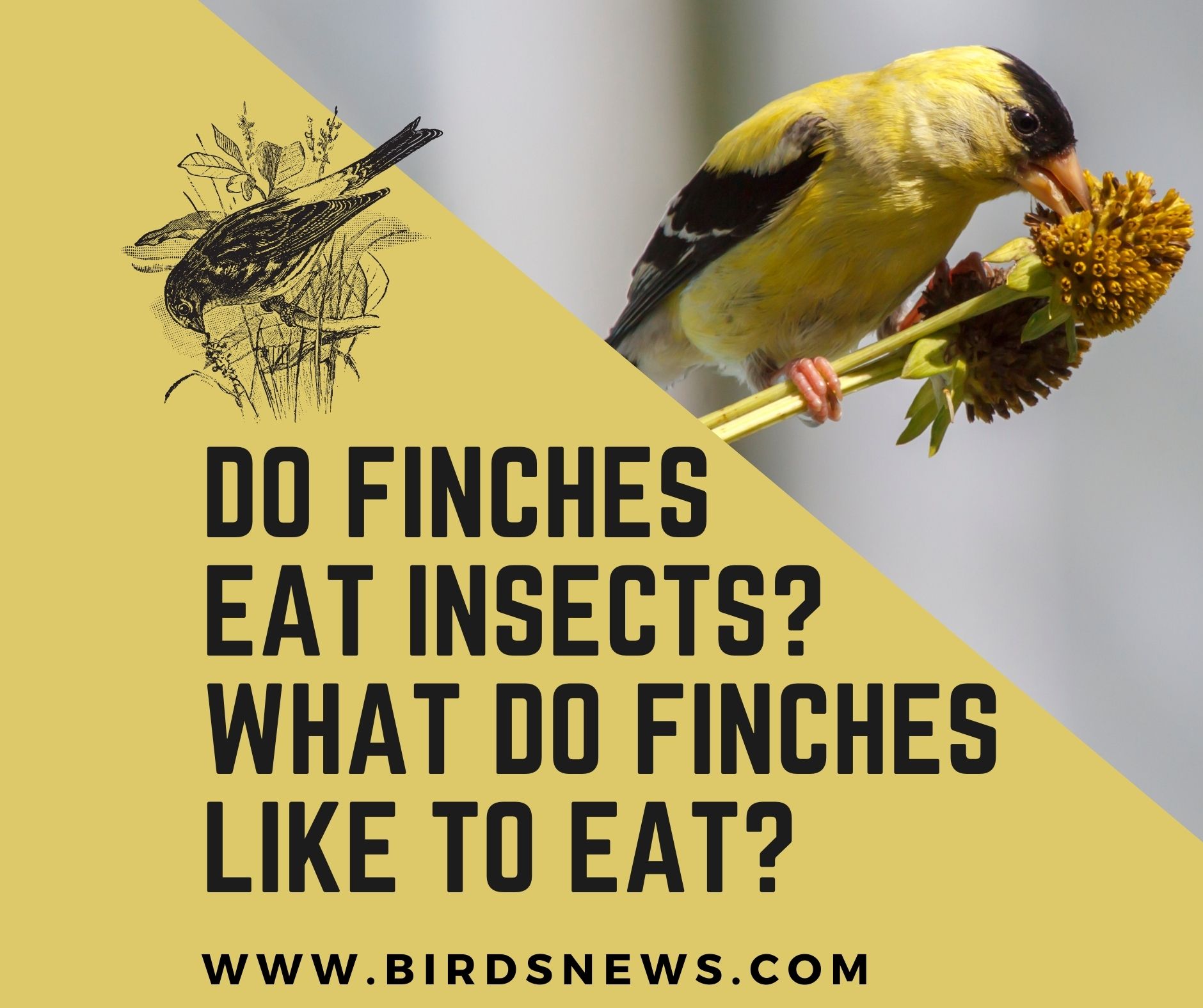 do-finches-eat-insects-what-do-finches-like-to-eat-birds-news