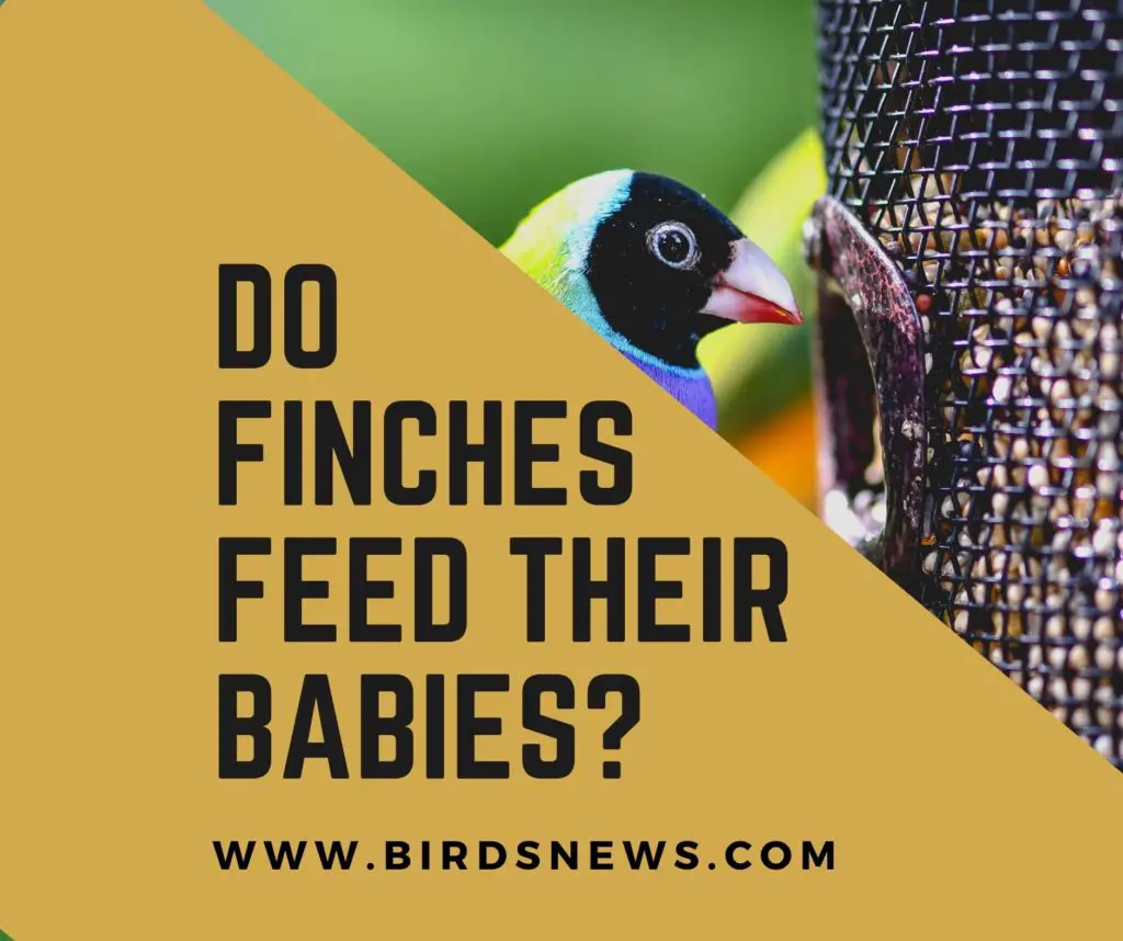 Do Finches Feed Their Babies? (How Long Can Babies Live Without Food?)