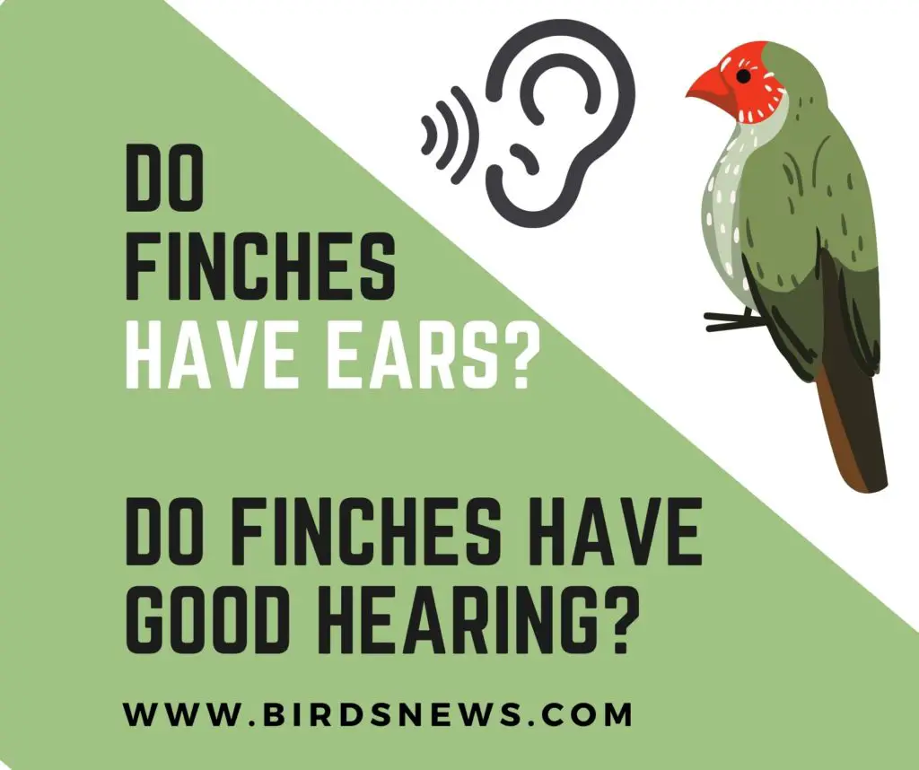 Do Finches Have Ears? (Do Finches Have Good Hearing)