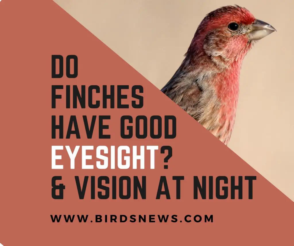 Do Finches Have Good Eyesight? (Do Finches Have Good Vision At Night?)