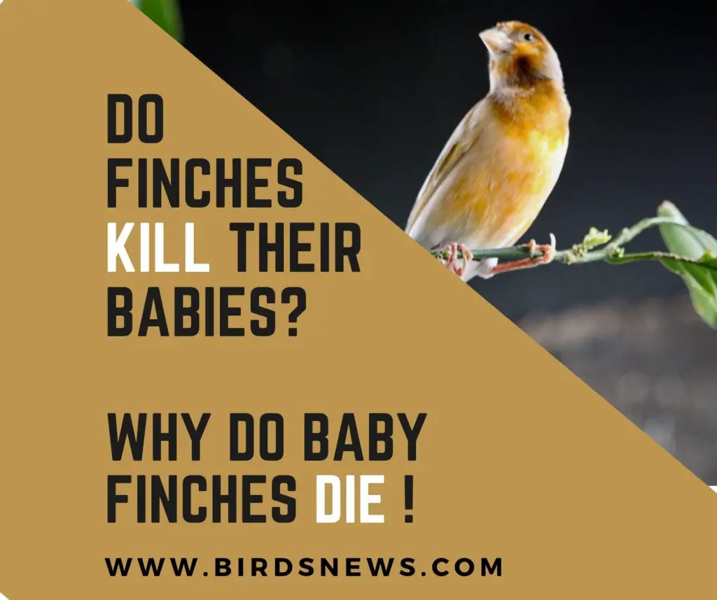 Do Finches Kill Their Babies? (Why Do Baby Finches Die)
