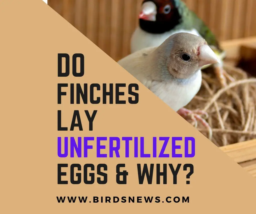 Do Finches Lay Unfertilized Eggs? (What Happens To Unfertilized Finch Egg?)