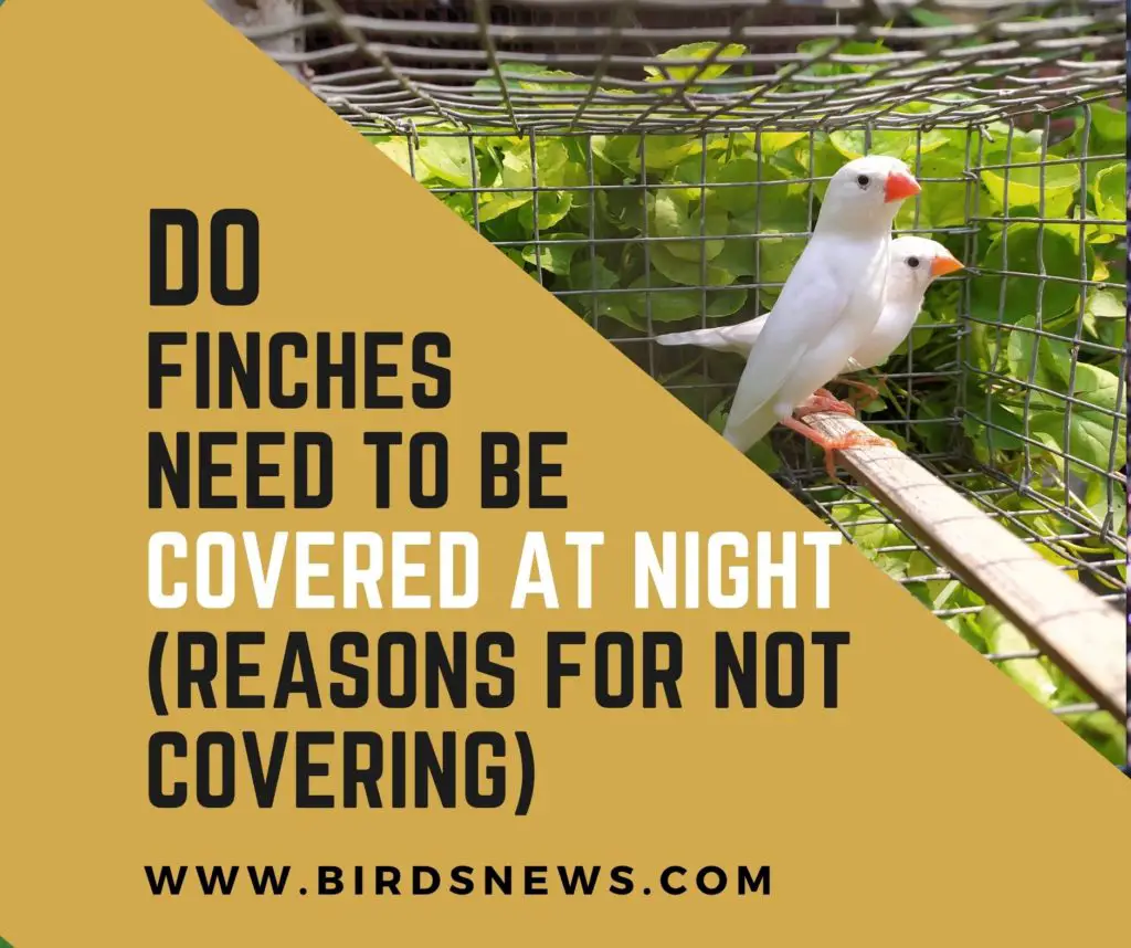 Do Finches Need To Be Covered At Night (Reasons For Not Covering)