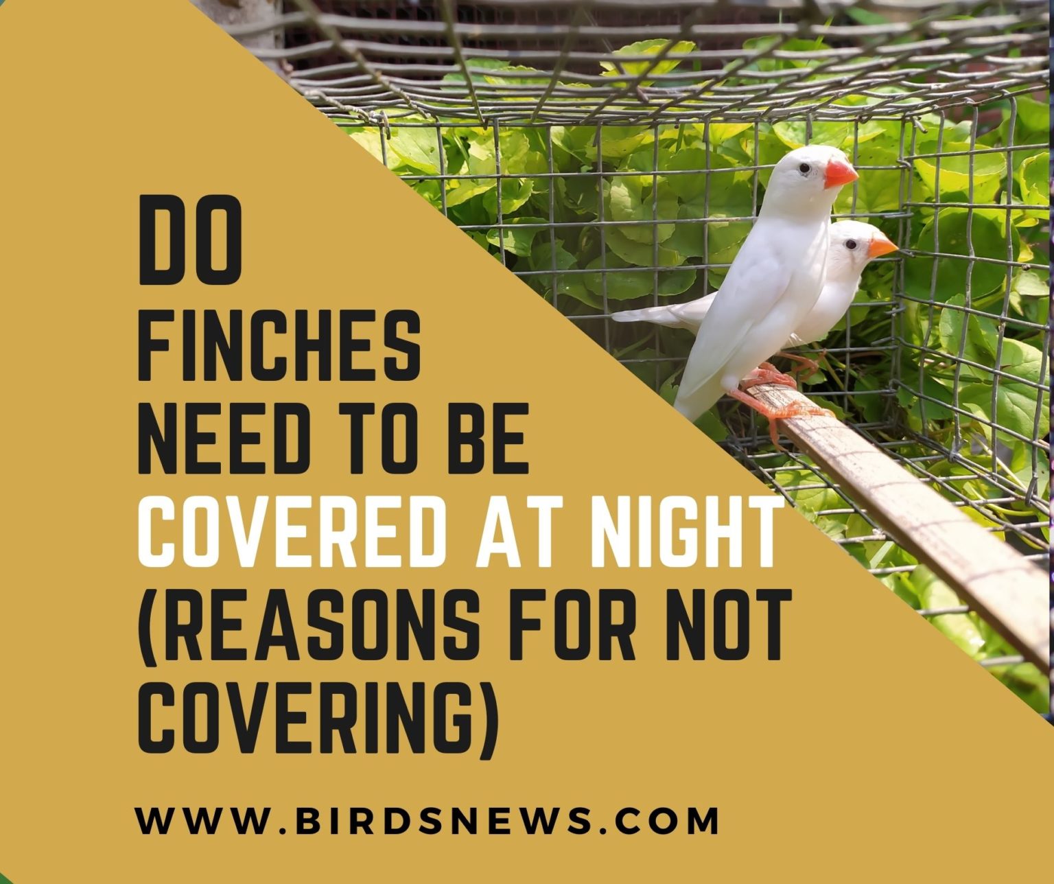 Do Finches Need To Be Covered At Night (Reasons For Not Covering