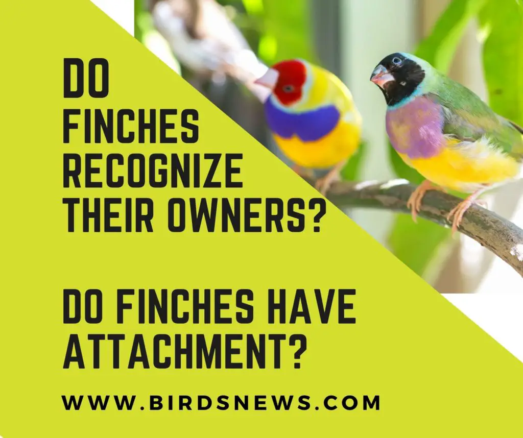 Do Finches Recognize Their Owners? + Do Finches Attach?