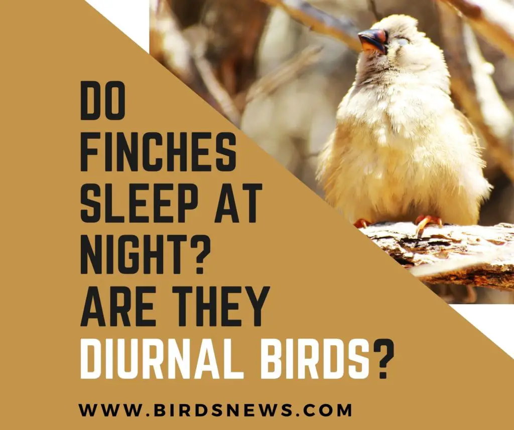 Do Finches Sleep At Night? + Are They Diurnal Birds?