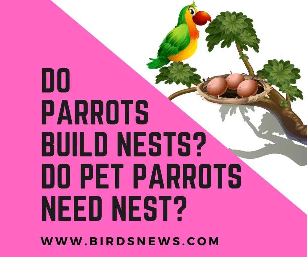 Do Parrots Build Nests? + Do Pet Parrots Need Nest?