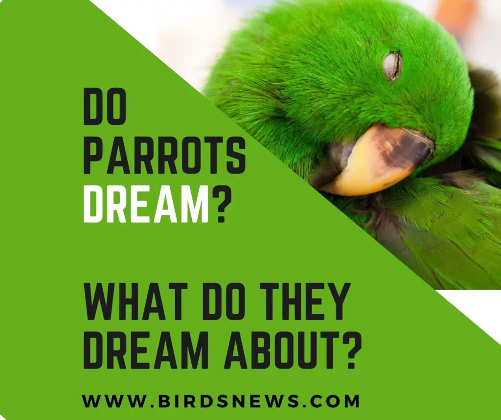 Do Parrots Dream? + What Do They Dream About?
