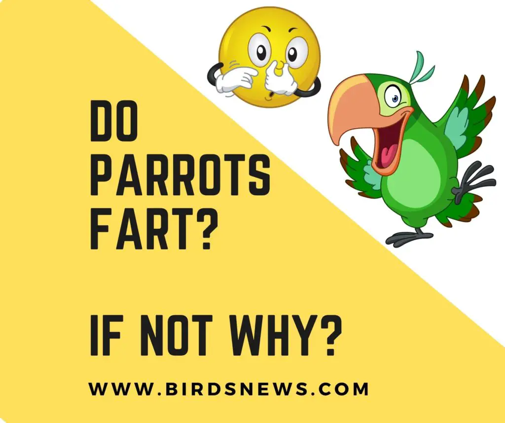 Do Parrots Fart? + Reason Why Parrots Don’t Fart